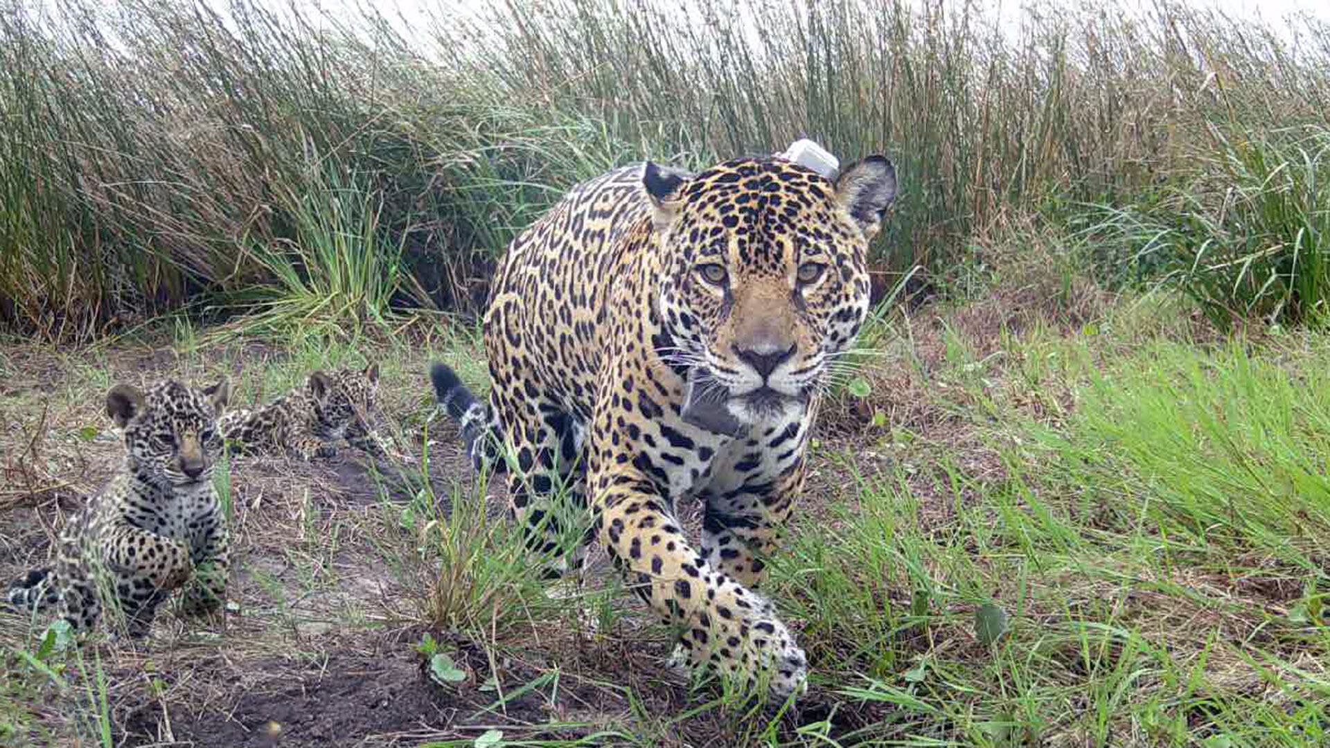 En el Parque Nacional Iberá, en Corrientes, Argentina, el oso convive con el yaguareté que fue reintroducido/Archivo Administración Nacional de Parques Nacionales