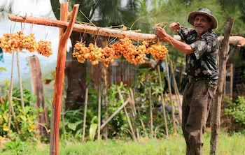 Un adulto mayor vende frutas a la orilla de una calle hoy, en el municipio de Valle de Ángeles (Honduras). EFE/ Gustavo Amador