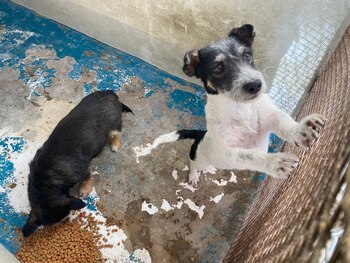 Familiares de narcos adoptaron a los perros que vivieron con el gato mexicle (Gobierno municipal de Juárez)