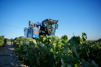 07/08/2026 Labores de recogida de la uva en los viñedos de las bodegas González Byass de Jerez de la Frontera (Cádiz). A 8 de agosto de 2026 en Jerez de la Frontera, Cádiz (Andalucía, España). Para este año 2026 el Consejo Regulador del Marco de Jerez prevé una campaña normal que alcance los 55 millones de kilos de uva, valoraciones positivas para el sector, que tiene por delante una vendimia ideal, que ha contado con bastante lluvia en invierno y una primavera seca.
POLITICA
Francisco J. Olmo - Europa Press
