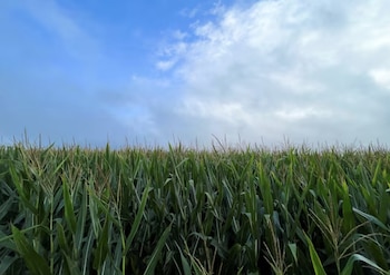 El maíz temprano, al igual