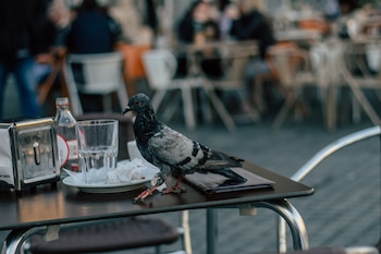 Fotos de Palomas / Pexels