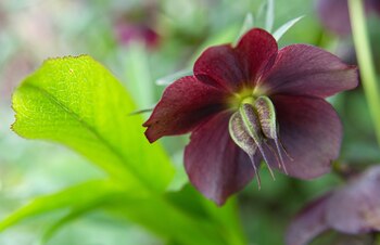 ARCHIVO - Las rosas de