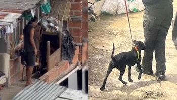 Rescatan a una perrita que