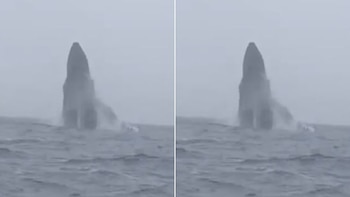 Avistan el paso de ballenas frente a las costas de Huarmey. (Foto: Andina)