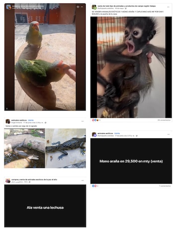 Guía para detectar y reportar la venta ilegal de vida silvestre en redes sociales y plataformas de comercio en línea de PROFEPA
