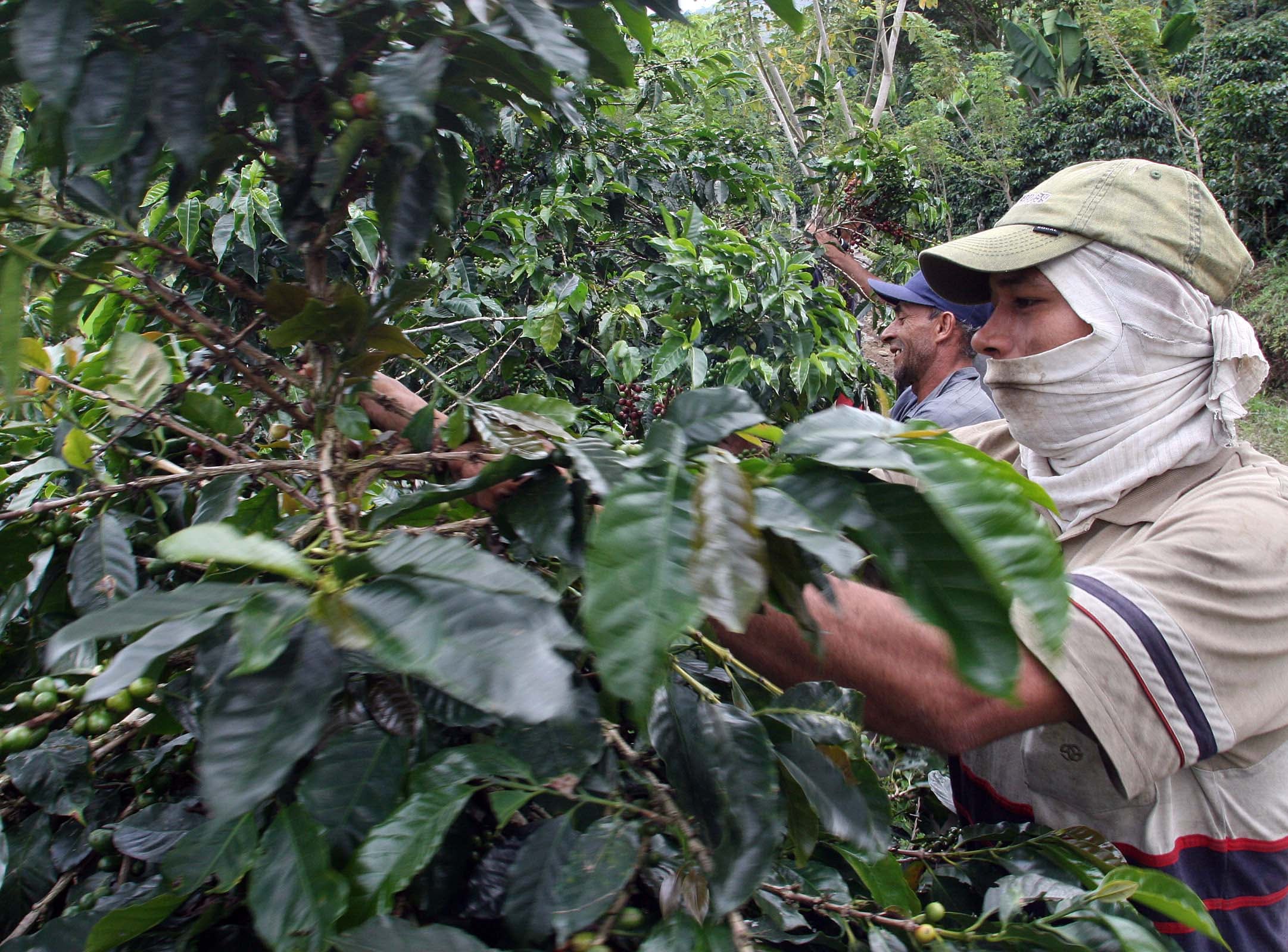La producción de café en Nicaragua enfrenta una escasez de cortadores que obliga a los productores a reclutar jornaleros casa por casa. (COLPRENSA).