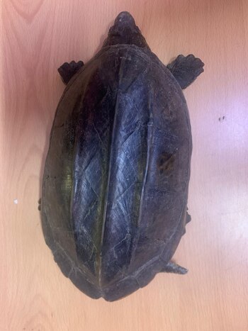 Entre las especies rescatadas por