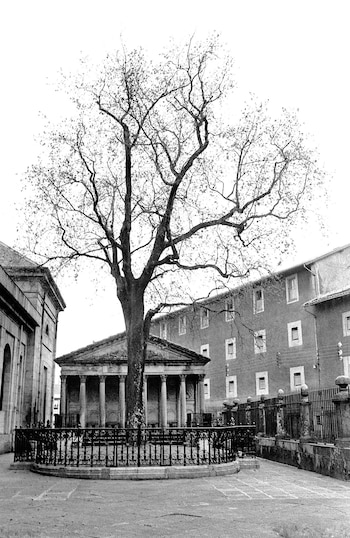 Árbol de Guernica, ubicado en