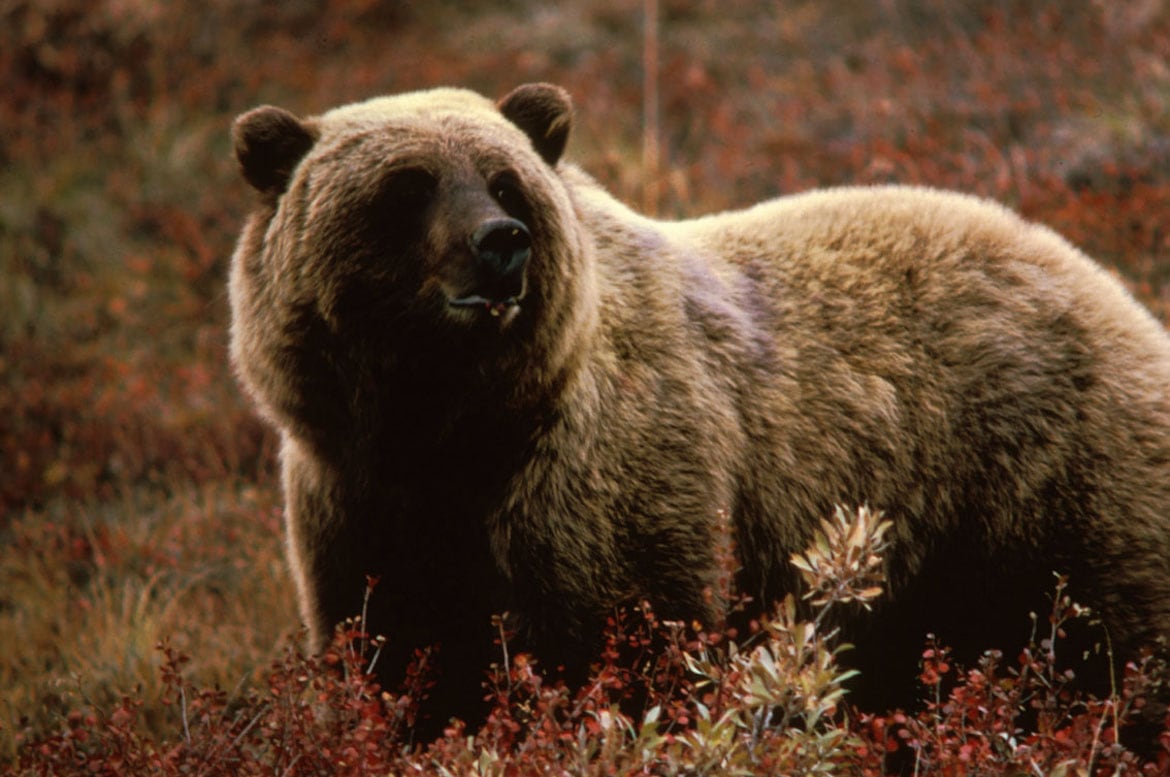 El comportamiento defensivo del oso pardo puede incluir una carga disuasoria y gruñidos, especialmente si protege crías o comida (Wikimedia)