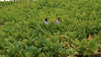 Los productores tabacaleros del norte