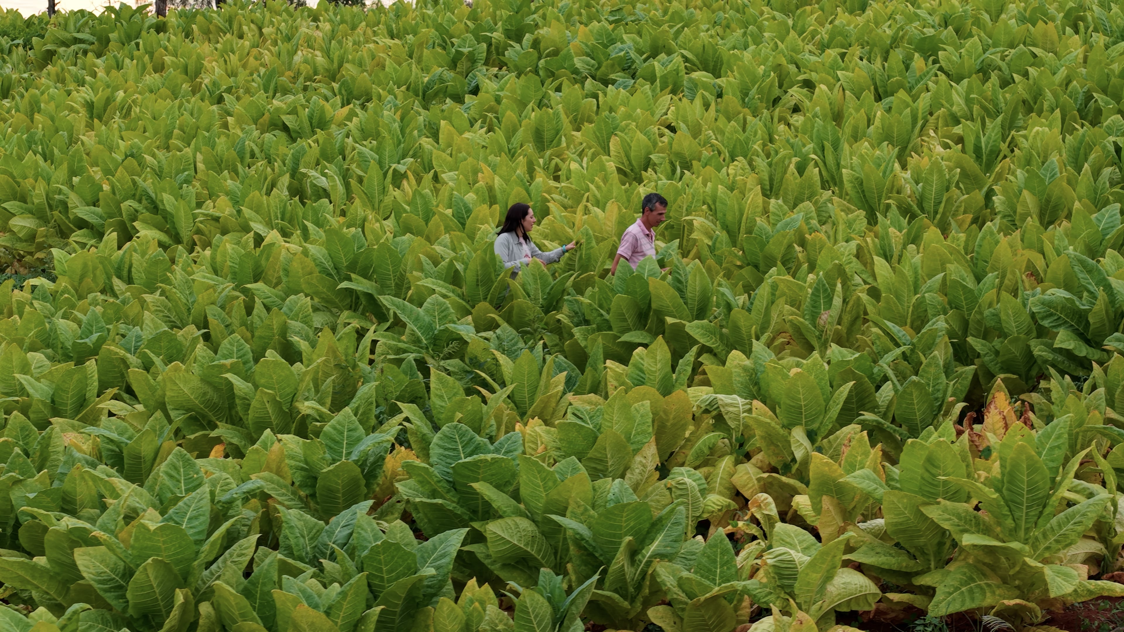 Los productores tabacaleros del norte argentino son los más perjudicados por la circulación ilegal de la materia prima y el producto final