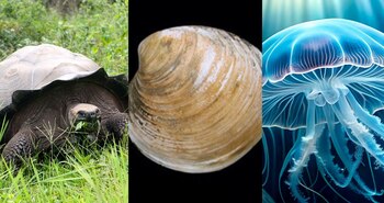 Algunas especies marinas capaces de