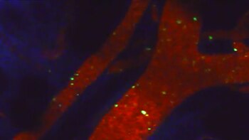 Si hubiera herramientas para la