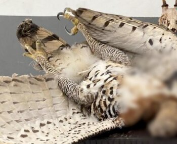 Después de una exhaustiva investigación,