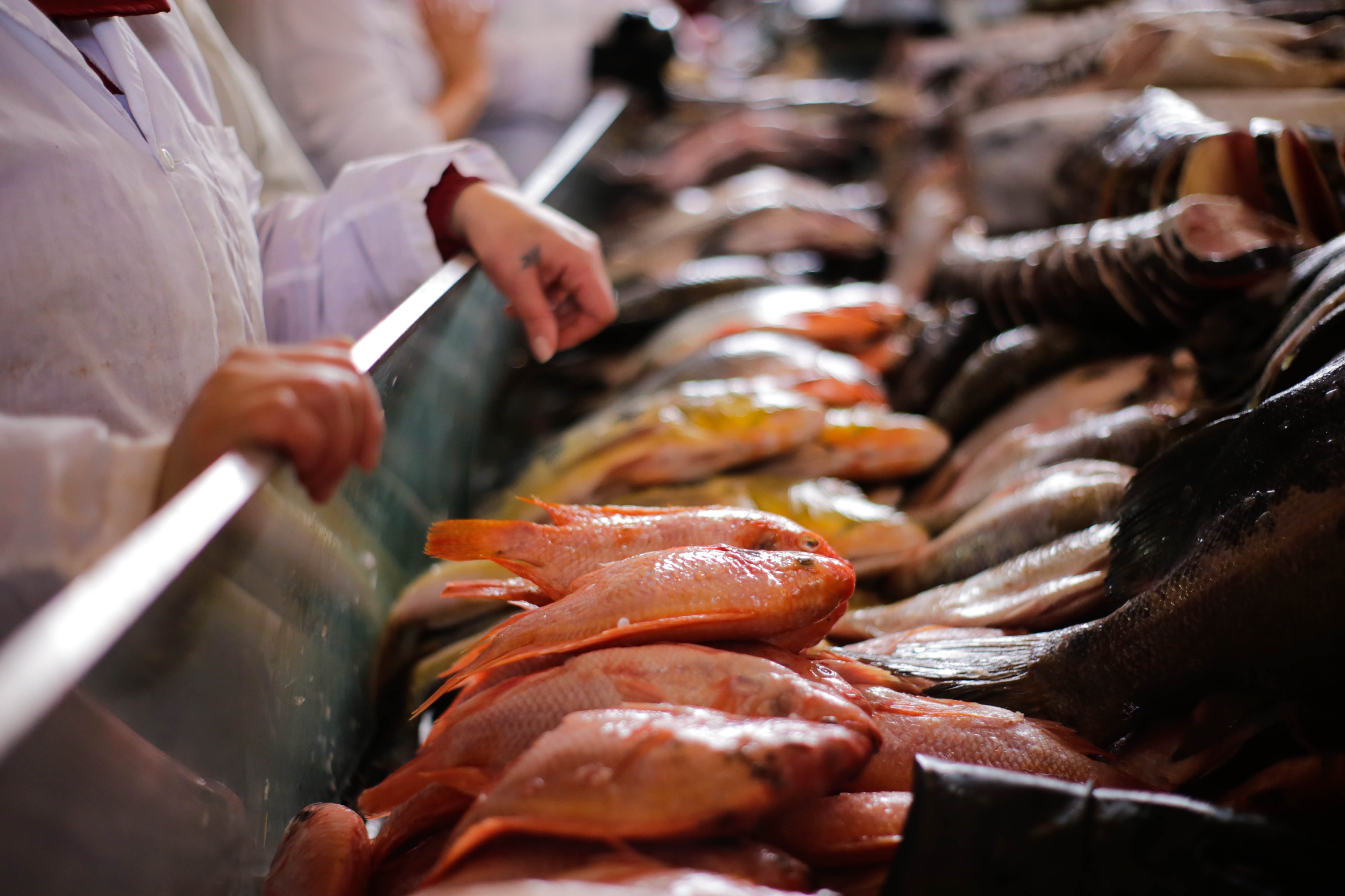 El complejo pesquero registró una facturación de más de USD 2.000 millones por sus exportaciones en 2024