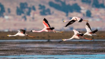 Flamencos altoandinos y humedales