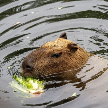 Visitantes del zoológico aprenden y