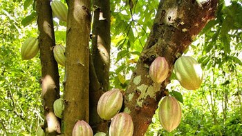 Investigadores desarrollan un bioproceso que