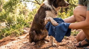 Un perro de pelaje castaño y blanco sentado mientras unas manos secan su pata delantera con una toalla azul junto a un río.