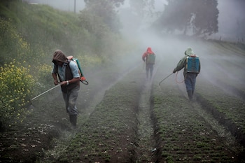 Agricultores atomizan un cultivo de zanahorias el 3 de septiembre de 2020, en una finca en Prusia de Cartago (Costa Rica). EFE/Jeffrey Arguedas/Archivo