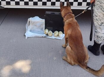 Cristal incautado dentro de una