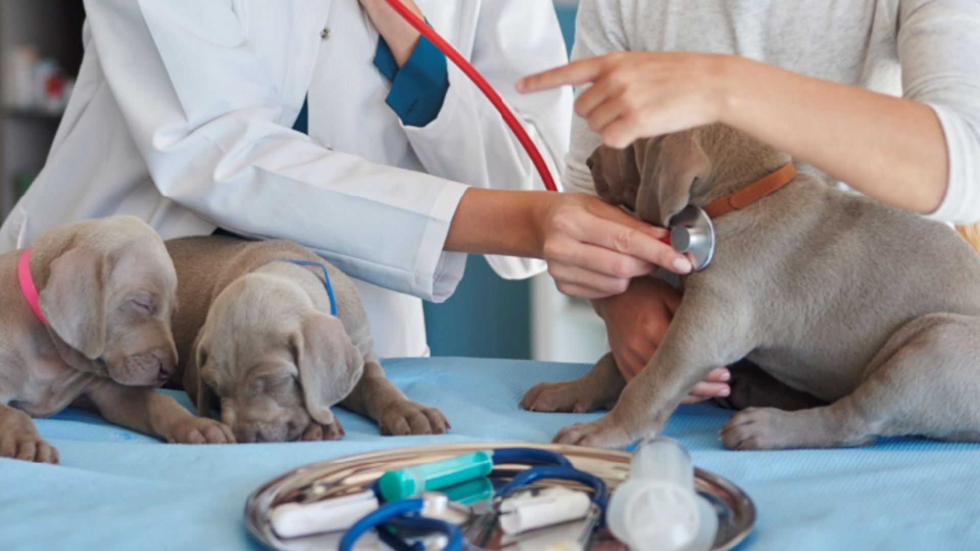La jornada gratuita permitirá a los vecinos acceder a servicios y orientación para el cuidado y bienestar de sus mascotas - Créditos: Magnific.
