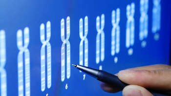 La prueba de cariotipo permite