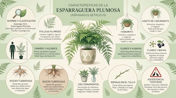 Infografía explicativa con una esparraguera plumosa al centro, diagramas de sus raíces, flores, espinas y secciones de texto en español