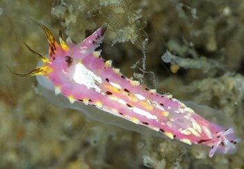 Naisdoris labalsaensis se distingue no