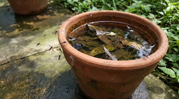 Maceta de terracota llena de agua estancada con hojas secas flotando, rodeada de mosquitos volando y posados en el borde.