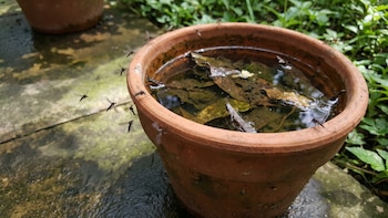 El error que multiplica los mosquitos en temporada de lluvias