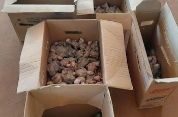 En Brasil se incautaron 100