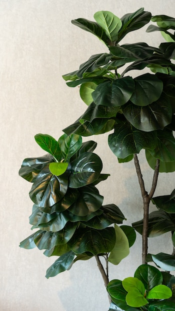 Según el feng shui, las