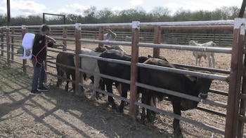 Agricultura reporta tres casos activos