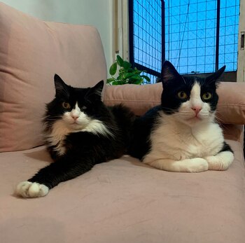 "Descubrimos que los gatos reconocen