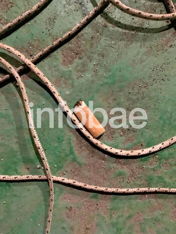 La colilla de cigarrillo que