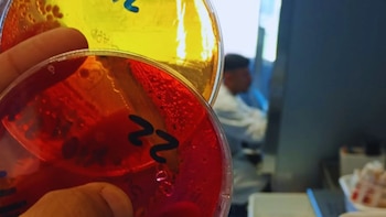 El laboratorio avícola del INTA se suma a la RedLab y refuerza el control sanitario del sector