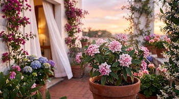 Una maceta de terracota con flores de daphne odora en primer plano sobre un balcón con hortensias y cortinas blancas.