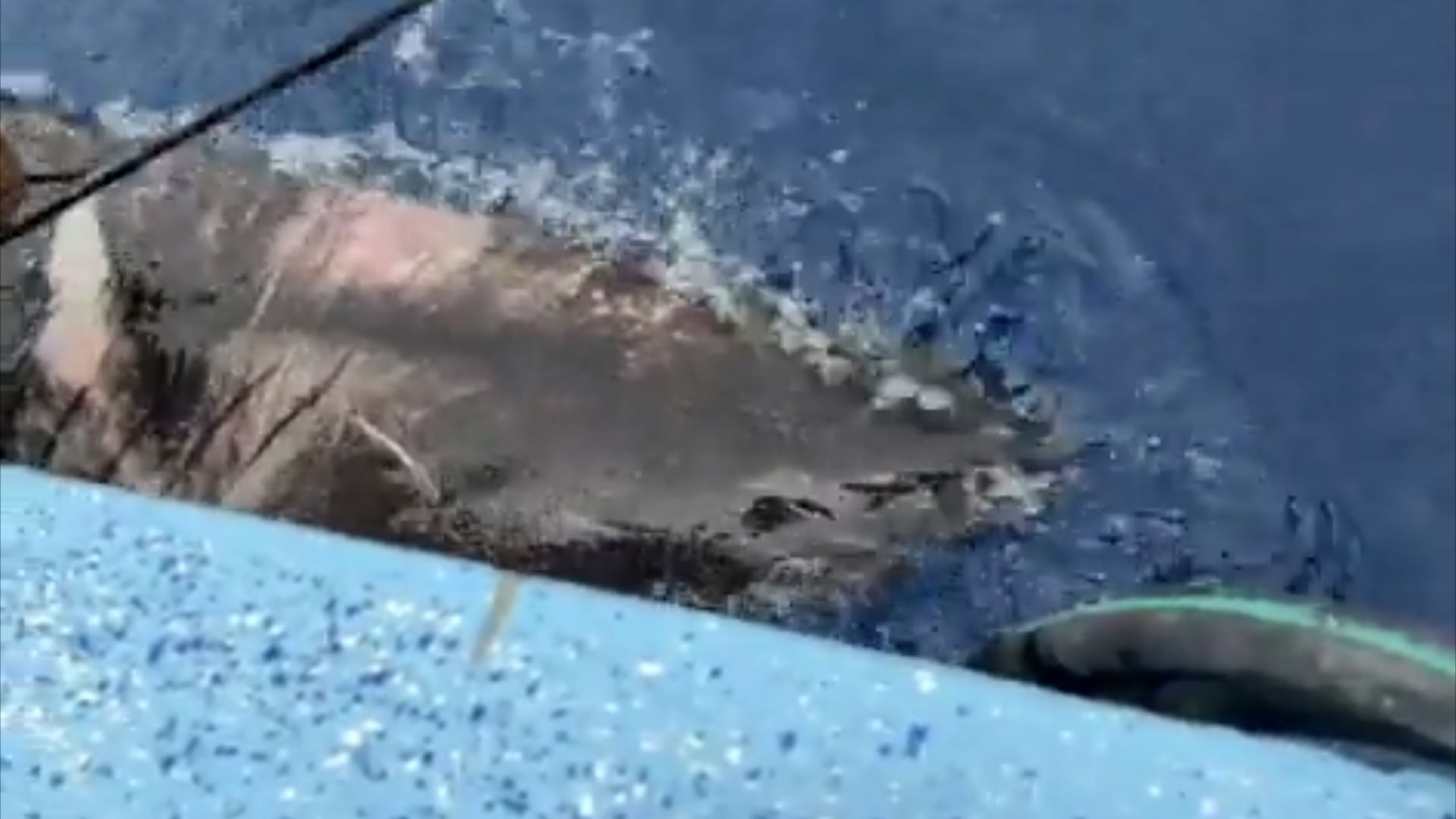 Tiburón de Groenlandia capturado cerca de Belice