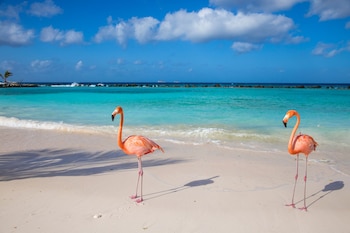 Dos flamencos rosados sobre la arena de una playa tropical frente a un mar de color turquesa bajo un cielo despejado con algunas nubes