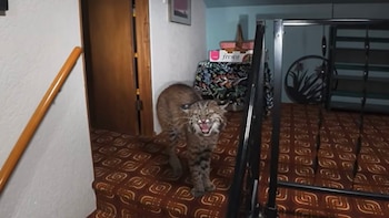 Un lince rojo localizado en el interior de una vivienda
