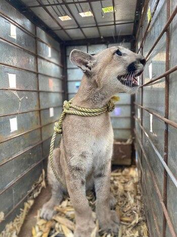 Los pumas son felinos que