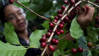 Los ingresos por las exportaciones