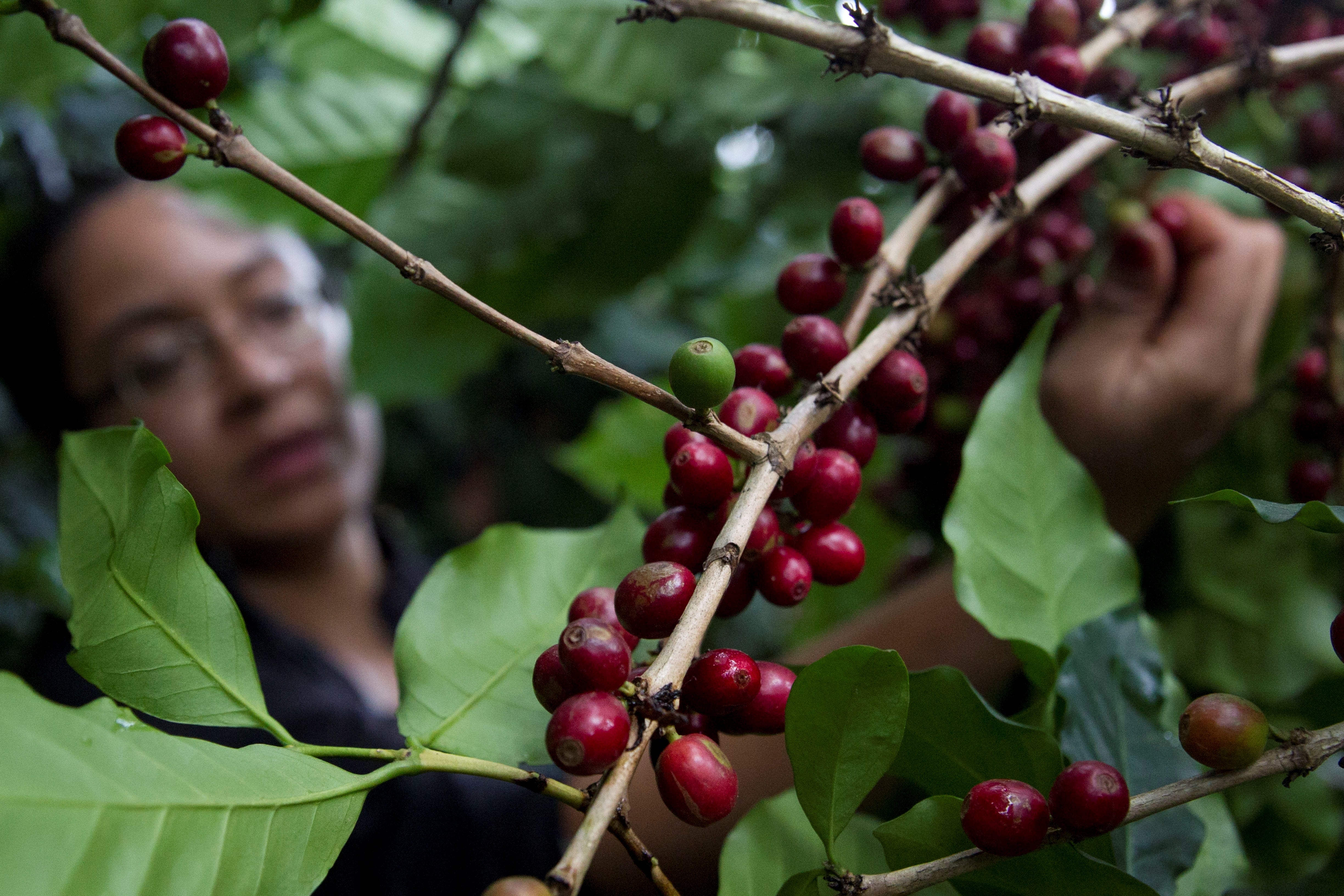 Más de 1,900,000 kilogramos de café salvadoreño fueron exportados en los últimos cuatro meses de 2025, según la información difundida por el organismo en sus canales oficiales. EFE/Gustavo Amador