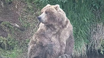 Backpack fue declarado como ganador del concurso "Semana del Oso Gordo" en Alaska