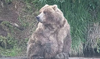 Un oso pardo de pelaje espeso sentado cerca de hierba alta y tierra, mirando hacia la izquierda