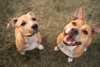 La decisión de adoptar otro perro debe priorizar el bienestar de ambos animales y no solo las necesidades del dueño