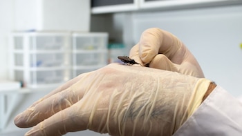 Gobierno de Edomex activa protocolo contra el Chagas: así detectarán a tiempo la enfermedad silenciosa