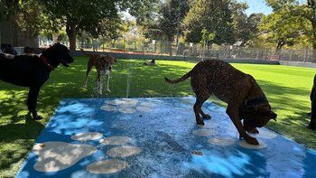 Perros juegan en una plaza